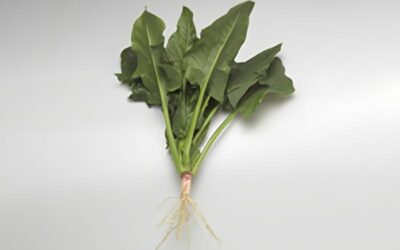 Hybrid Spinach