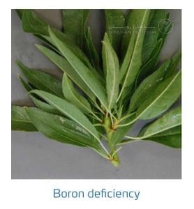 علائم کمبود بُر در بادام (Boron Deficiency)