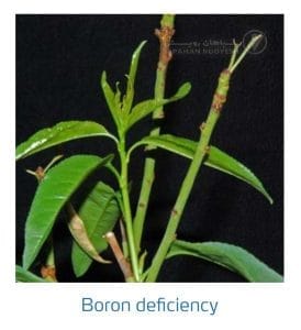 علائم کمبود بُر در بادام (Boron Deficiency)