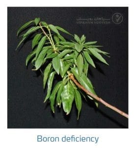 علائم کمبود بُر در بادام (Boron Deficiency)