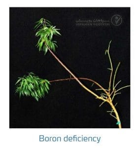 علائم کمبود بُر در بادام (Boron Deficiency)