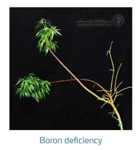 علائم کمبود بُر در بادام (Boron Deficiency)