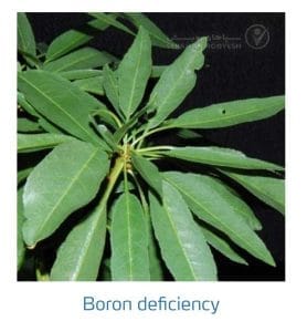 علائم کمبود بُر در بادام (Boron Deficiency)