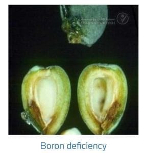 علائم کمبود بُر در بادام (Boron Deficiency)