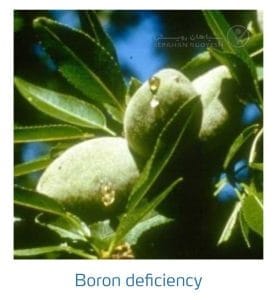 علائم کمبود بُر در بادام (Boron Deficiency)