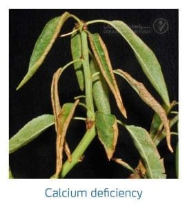 علائم کمبود کلسیم در بادام (Calcium Deficiency)