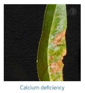 علائم کمبود کلسیم در بادام (Calcium Deficiency)