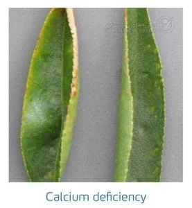 علائم کمبود کلسیم در بادام (Calcium Deficiency)