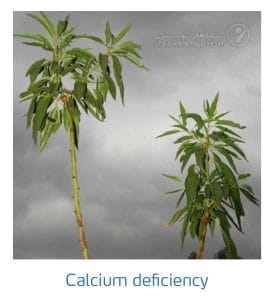 علائم کمبود کلسیم در بادام (Calcium Deficiency)