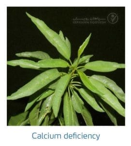 علائم کمبود کلسیم در بادام (Calcium Deficiency)