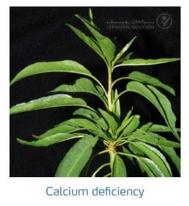 علائم کمبود کلسیم در بادام (Calcium Deficiency)