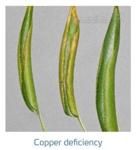 علائم کمبود مس در بادام (Copper Deficiency)