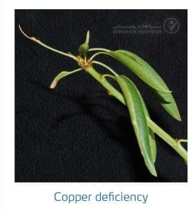 علائم کمبود مس در بادام (Copper Deficiency)