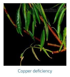 علائم کمبود مس در بادام (Copper Deficiency)