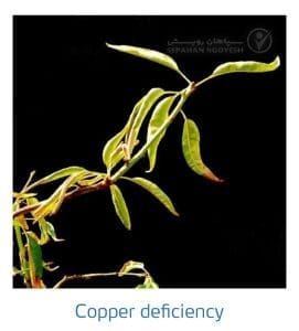 علائم کمبود مس در بادام (Copper Deficiency)