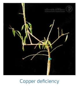 علائم کمبود مس در بادام (Copper Deficiency)