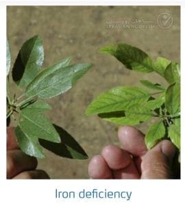 علائم کمبود آهن در بادام (Iron Deficiency)