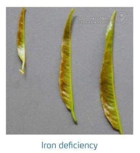 علائم کمبود آهن در بادام (Iron Deficiency)