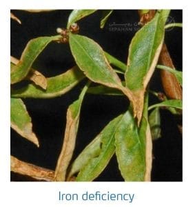 علائم کمبود آهن در بادام (Iron Deficiency)