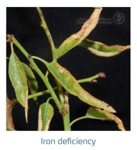 علائم کمبود آهن در بادام (Iron Deficiency)