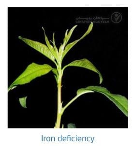 علائم کمبود آهن در بادام (Iron Deficiency)