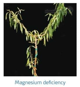 علائم کمبود منیزیم در بادام (Magnesium Deficiency)