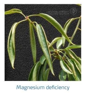 علائم کمبود منیزیم در بادام (Magnesium Deficiency)