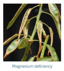 علائم کمبود منیزیم در بادام (Magnesium Deficiency)