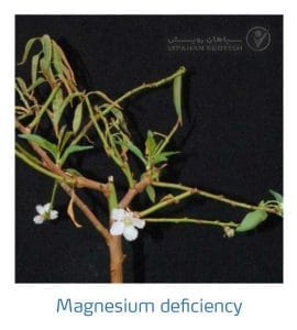 علائم کمبود منیزیم در بادام (Magnesium Deficiency)