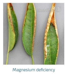 علائم کمبود منیزیم در بادام (Magnesium Deficiency)