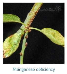 علائم کمبود منگنز در بادام (Manganese Deficiency)