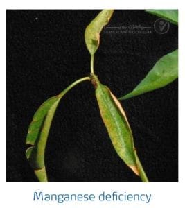 علائم کمبود منگنز در بادام (Manganese Deficiency)