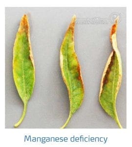 علائم کمبود منگنز در بادام (Manganese Deficiency)