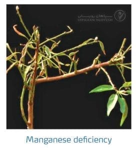 علائم کمبود منگنز در بادام (Manganese Deficiency)