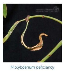 علائم کمبود مولیبدن در بادام (Molybdenum Deficiency)