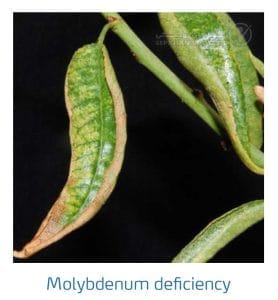 علائم کمبود مولیبدن در بادام (Molybdenum Deficiency)