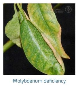 علائم کمبود مولیبدن در بادام (Molybdenum Deficiency)