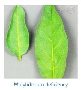 علائم کمبود مولیبدن در بادام (Molybdenum Deficiency)