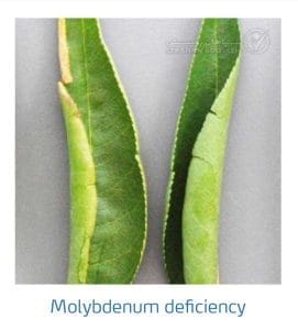 علائم کمبود مولیبدن در بادام (Molybdenum Deficiency)