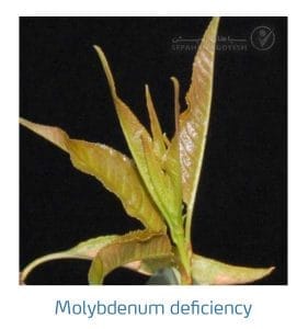 علائم کمبود مولیبدن در بادام (Molybdenum Deficiency)