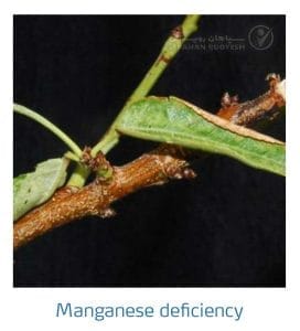 علائم کمبود منگنز در بادام (Manganese Deficiency)