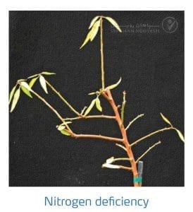 علائم کمبود نیتروژن در بادام (Nitrogen Deficiency)