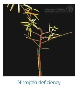 علائم کمبود نیتروژن در بادام (Nitrogen Deficiency)