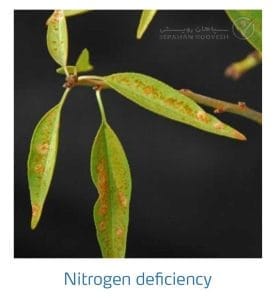 علائم کمبود نیتروژن در بادام (Nitrogen Deficiency)