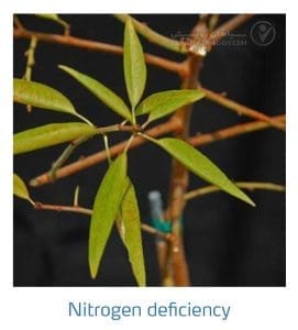 علائم کمبود نیتروژن در بادام (Nitrogen Deficiency)