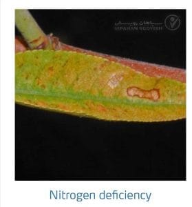 علائم کمبود نیتروژن در بادام (Nitrogen Deficiency)