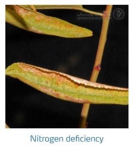 علائم کمبود نیتروژن در بادام (Nitrogen Deficiency)