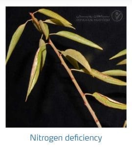 علائم کمبود نیتروژن در بادام (Nitrogen Deficiency)