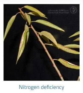 علائم کمبود نیتروژن در بادام (Nitrogen Deficiency)