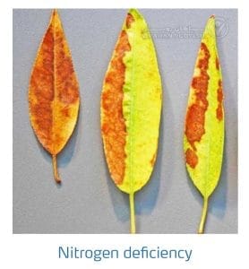 علائم کمبود نیتروژن در بادام (Nitrogen Deficiency)